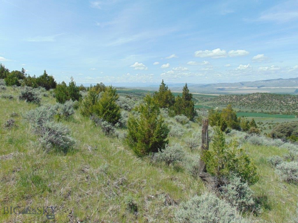 Ponderosa Pines - Land