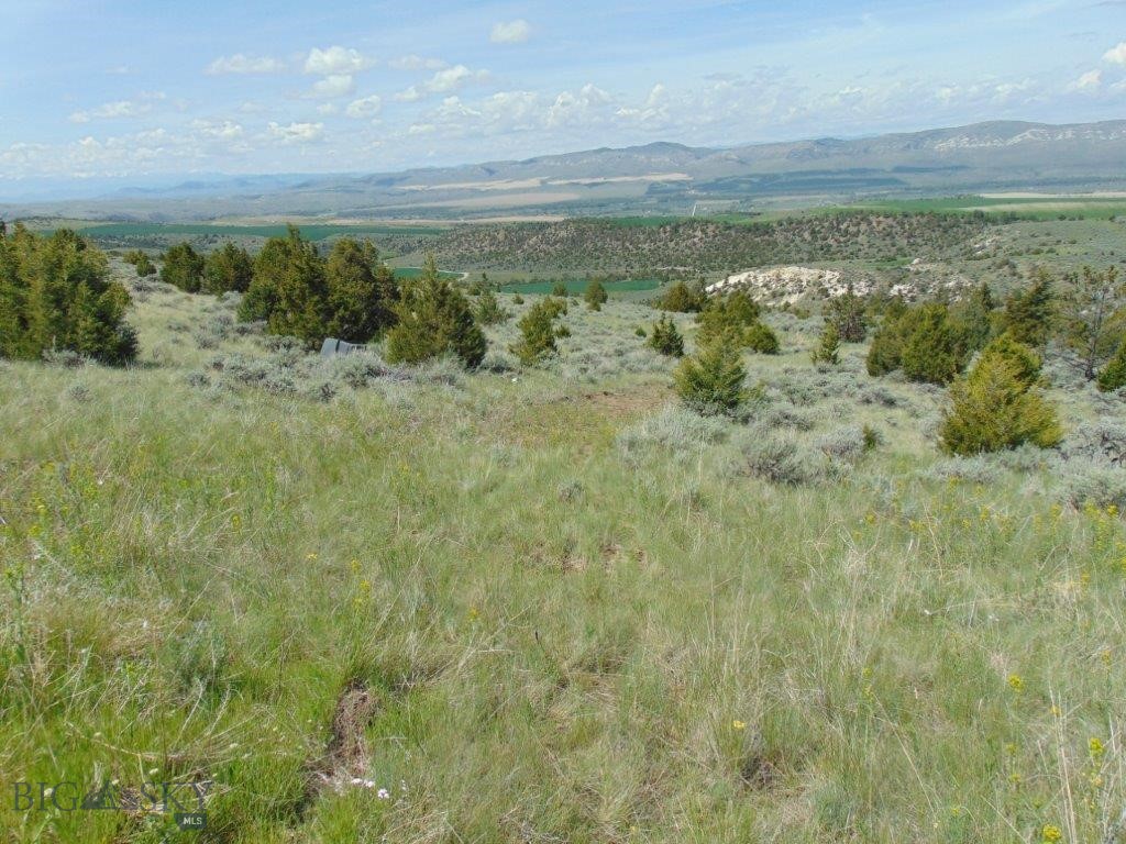 Ponderosa Pines - Land
