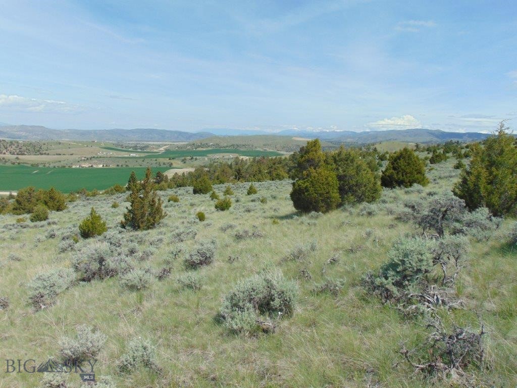 Ponderosa Pines - Land