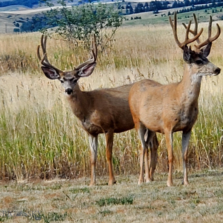 Saddle Peak Ranch - Residential