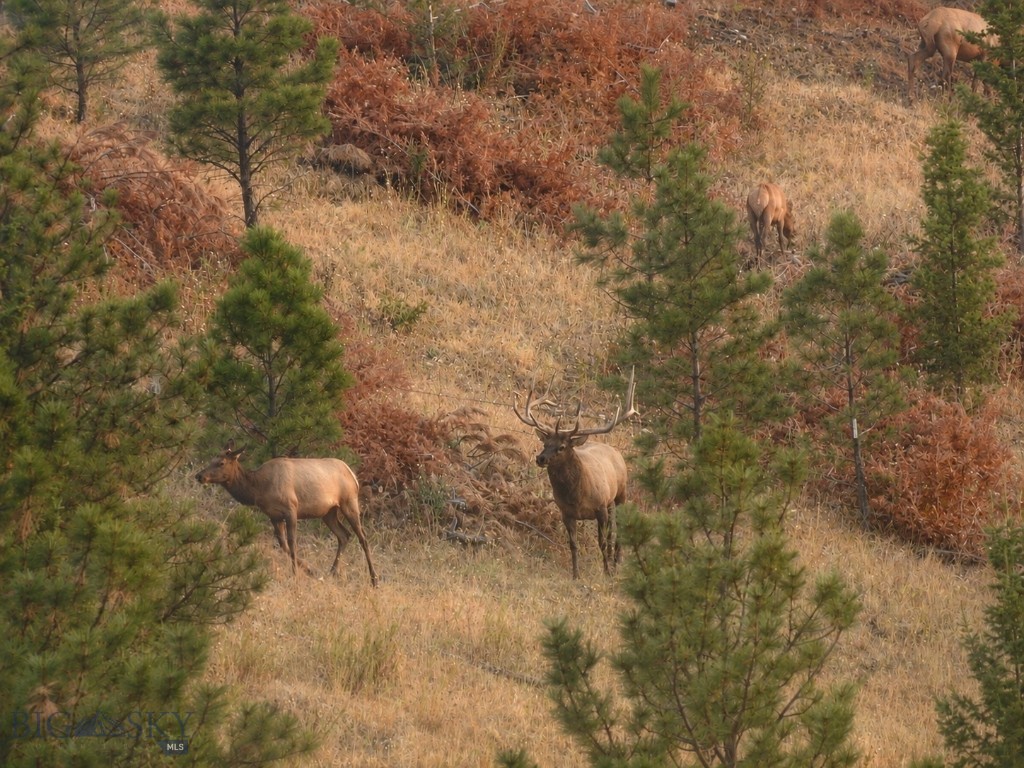 Fronting the Continental Divide and privately positioned just minutes from Helena, Montana’s capital city, this rare 120-acre retreat, contiguous to 59,000 acres of Forest Service land, sits within an active wildlife corridor and offers expansion potential to 160 acres (MLS #410028) -- an exceptional combination of privacy, access, and flexibility rarely found this close to town. Elk, deer, moose, and bear are regularly seen throughout the seasons, reinforcing the sense that this property sits within a true Montana landscape.

Unlike many large-acreage properties near Helena, the land is unencumbered by conservation easements or restrictive covenants, preserving freedom, long-term planning, and future ownership goals. The oversized shop—with a 16’ wide by 14’ high overhead door—includes guest-ready living space and RV hookup, supporting equipment storage, multi-generational use, or potential income-producing flexibility.

Inside the home, single-level entry with no steps, accessibility grab bars, and a curbless wet bath support long-term livability. A dedicated home office with Divide views provides an ideal remote-work setting and can function as a third bedroom if desired.

Located approximately 5 miles from downtown Helena and just minutes from Broadwater Hot Springs, the property combines rural privacy with everyday convenience. Grocery and household delivery services, including Walmart and DoorDash, are available at the residence—an uncommon advantage for acreage of this scale and setting.

Private Montana acreage today, with the flexibility to expand tomorrow—minutes from town yet immersed in the landscape that defines the Northern Rockies.