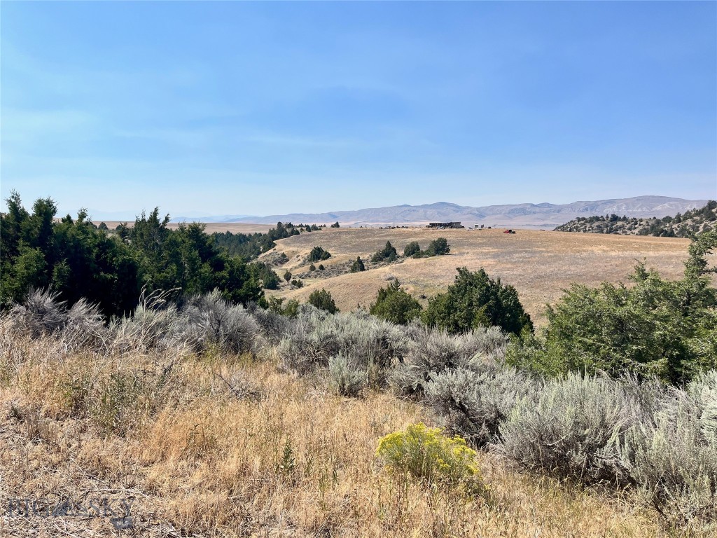 Ponderosa Pines - Land