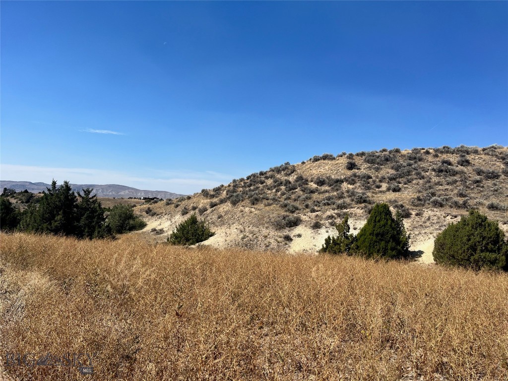 Ponderosa Pines - Land