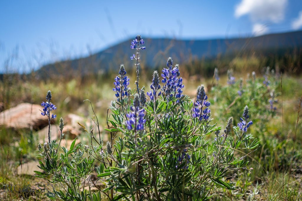 Yellowstone Basin Properties - Residential