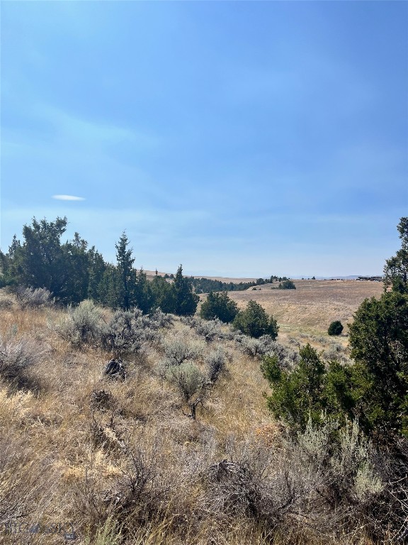 Ponderosa Pines - Land