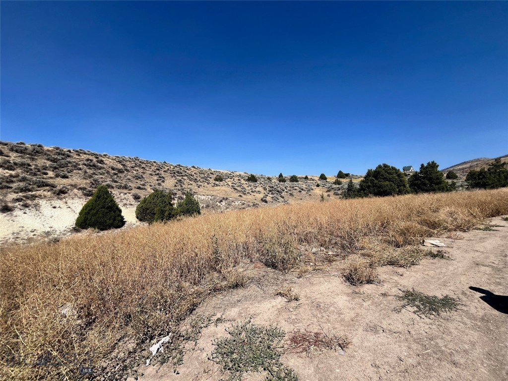 Ponderosa Pines - Land