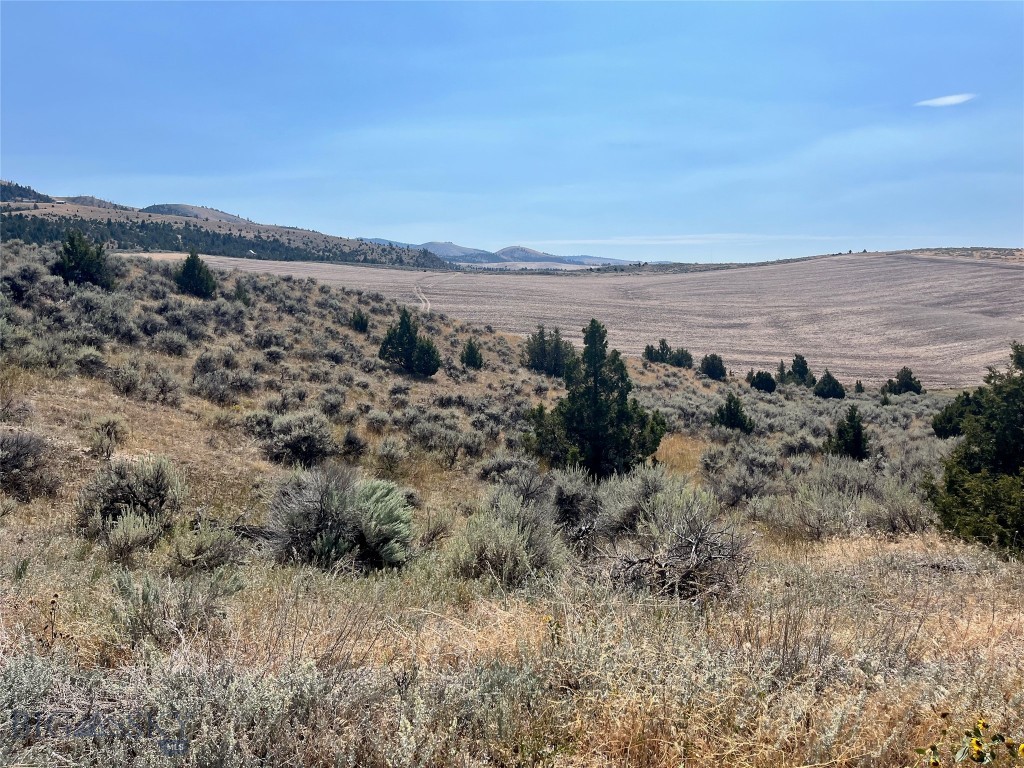 Ponderosa Pines - Land