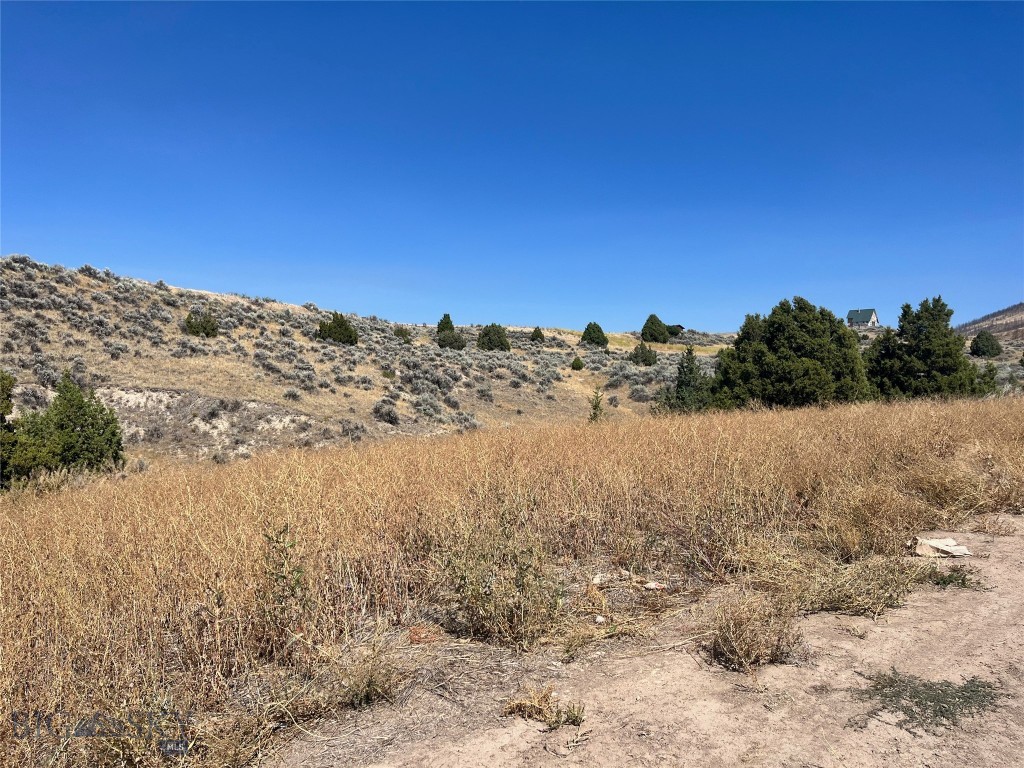 Ponderosa Pines - Land