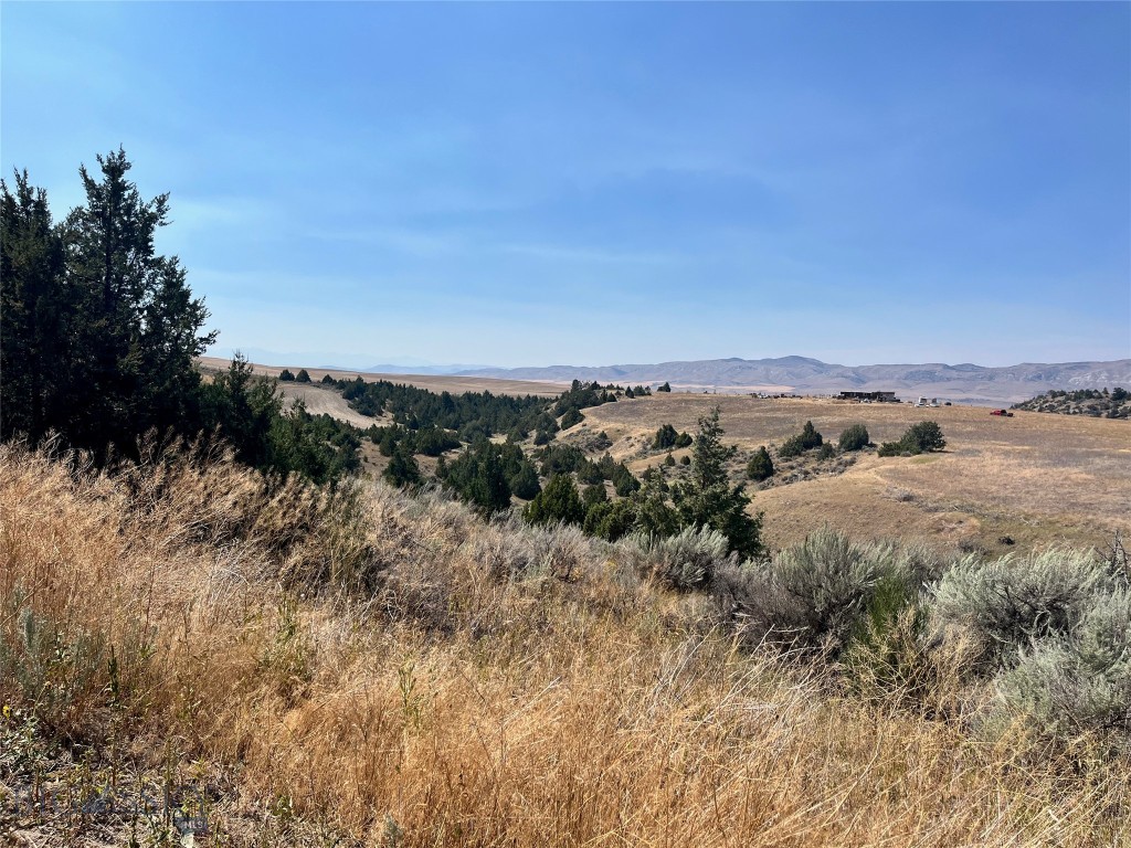 Ponderosa Pines - Land