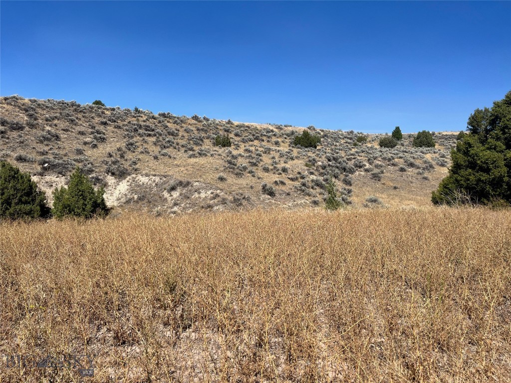 Ponderosa Pines - Land