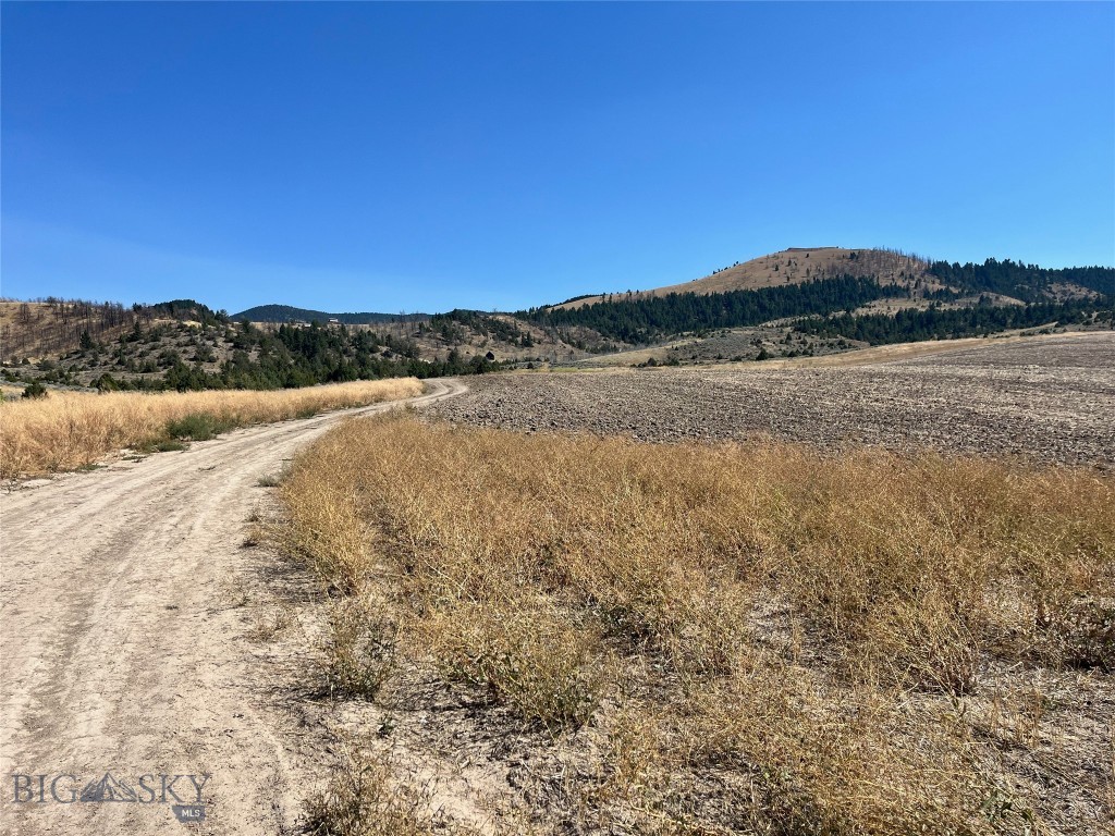Ponderosa Pines - Land