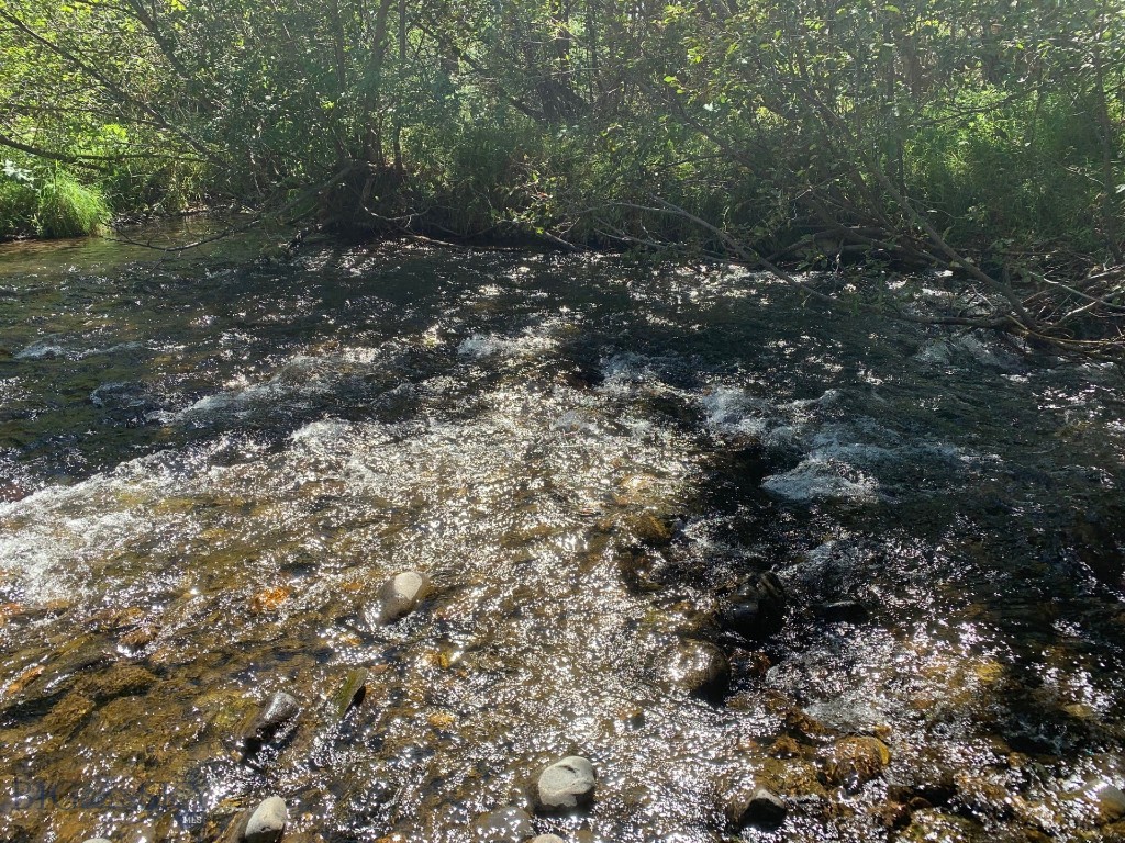 Cayuse Trail - Land