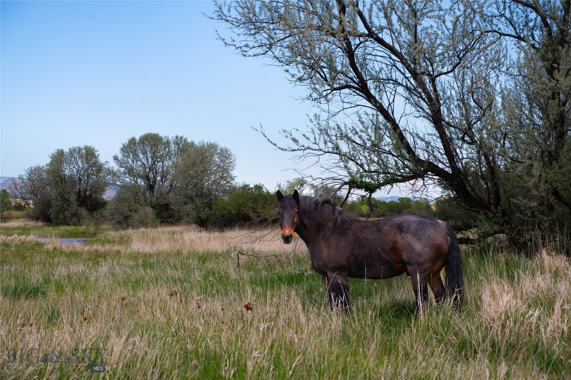 Emigrant Meadows - Land