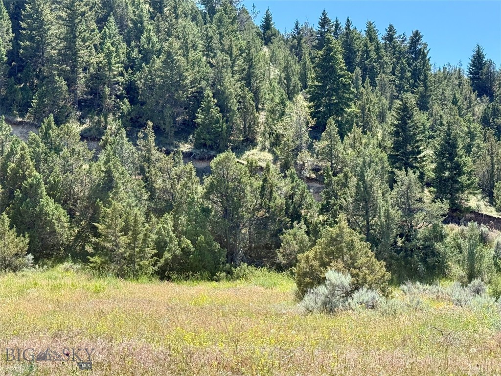 Ponderosa Pines - Land