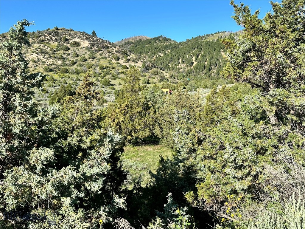 Ponderosa Pines - Land