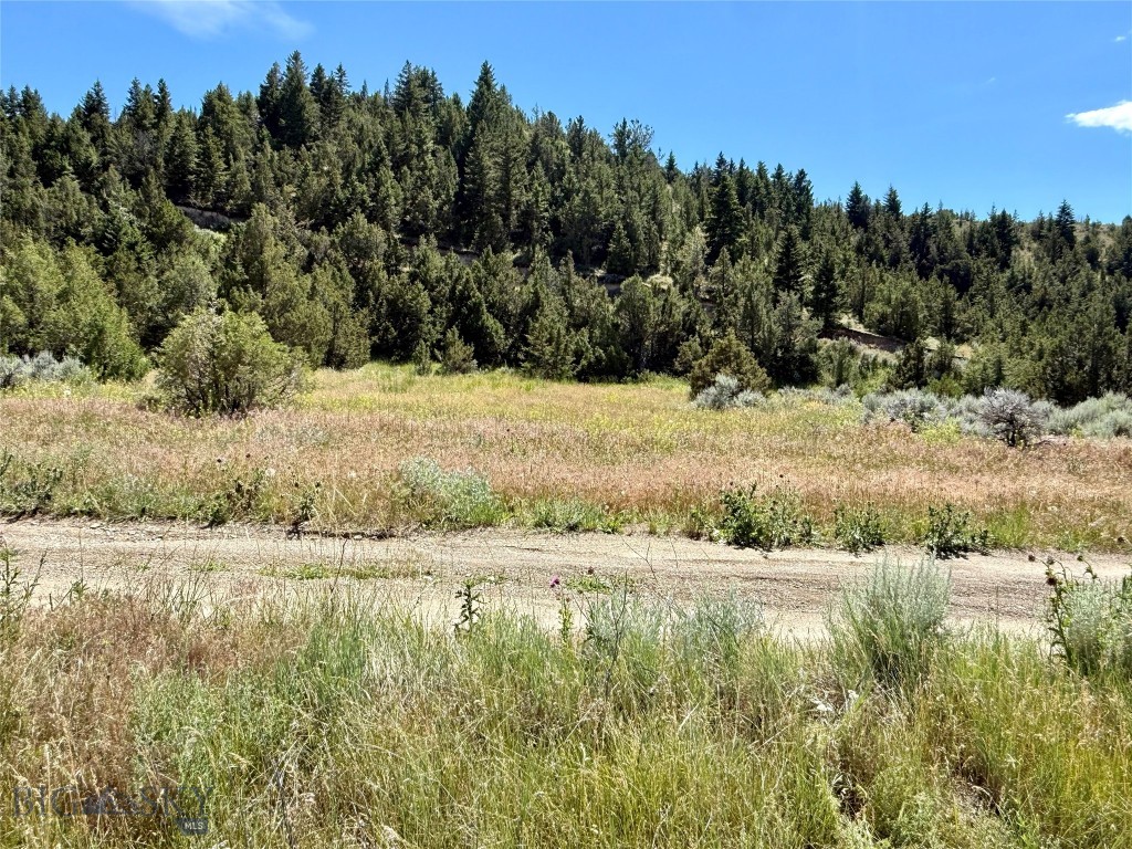 Ponderosa Pines - Land