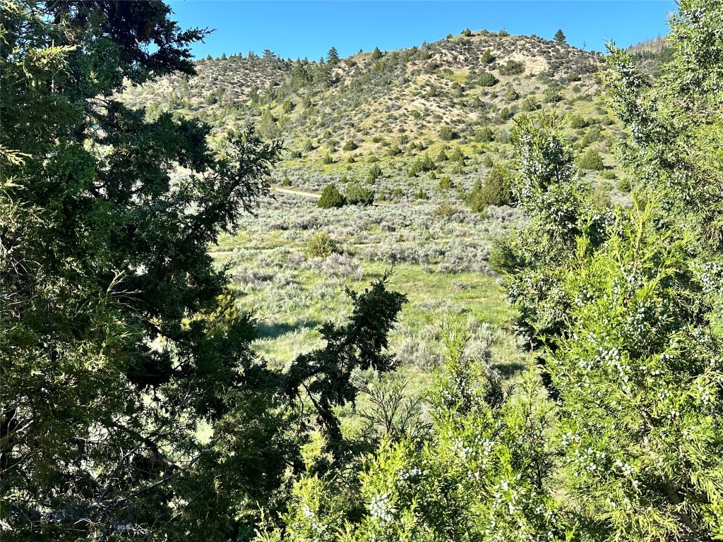 Ponderosa Pines - Land