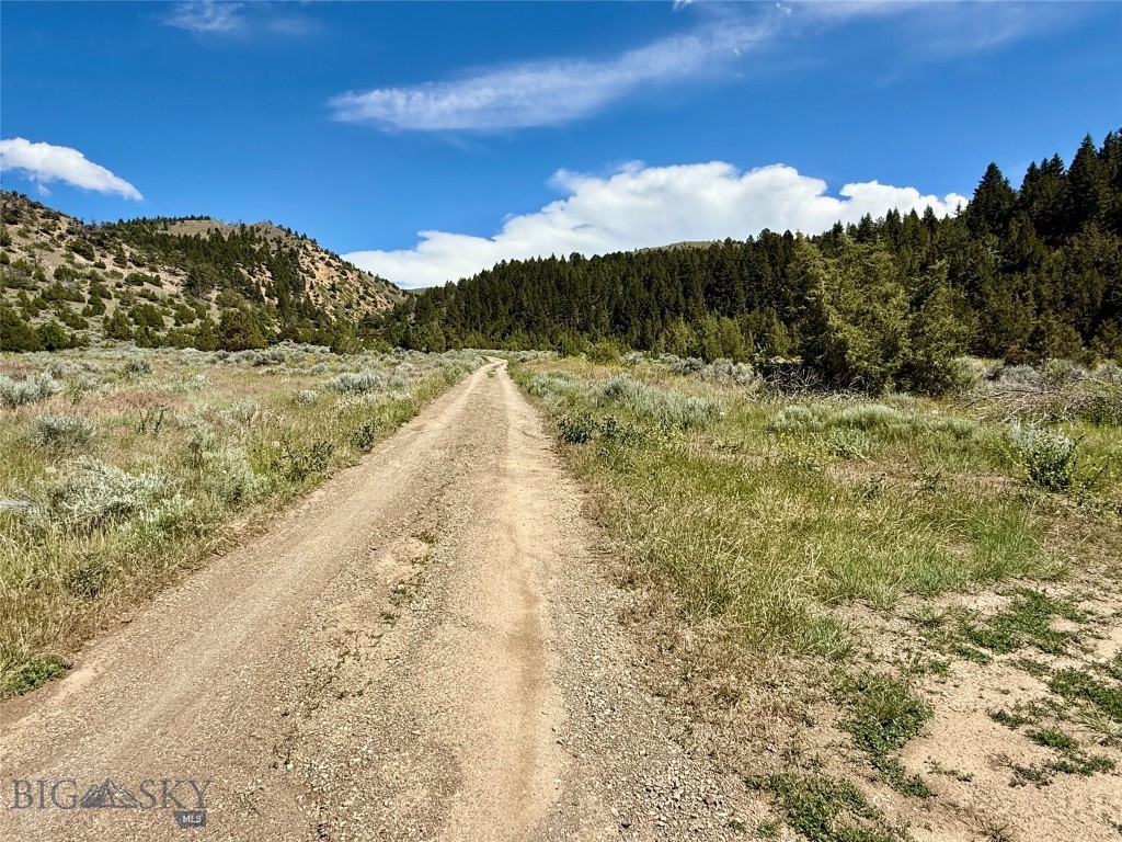 Ponderosa Pines - Land