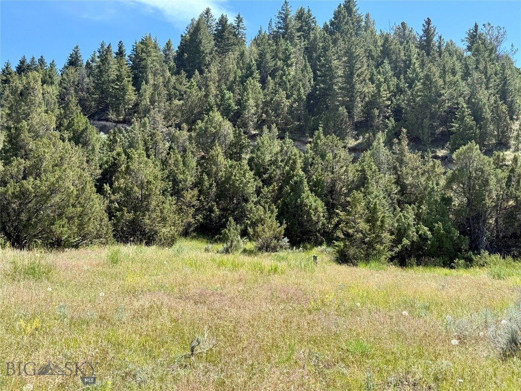 Ponderosa Pines - Land