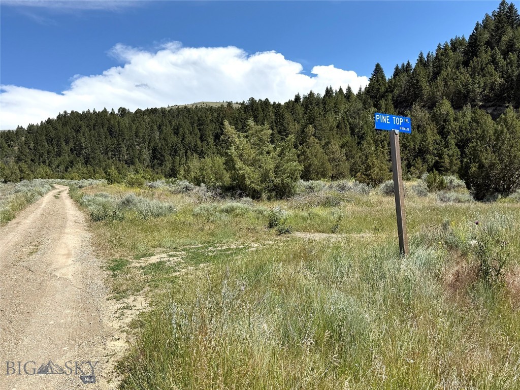 Ponderosa Pines - Land