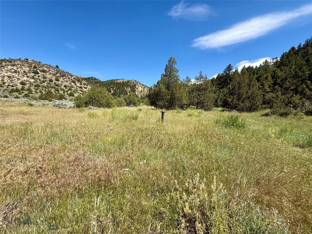 Ponderosa Pines - Land