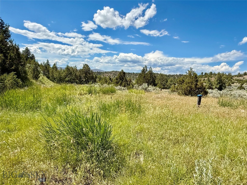 Ponderosa Pines - Land