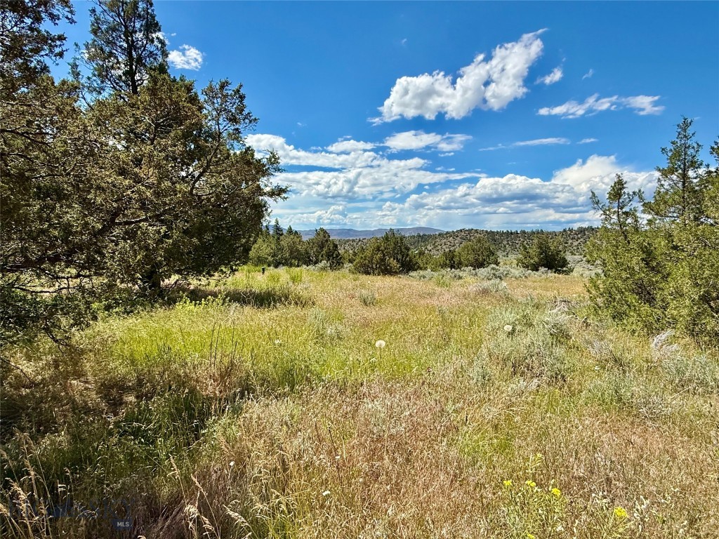 Ponderosa Pines - Land