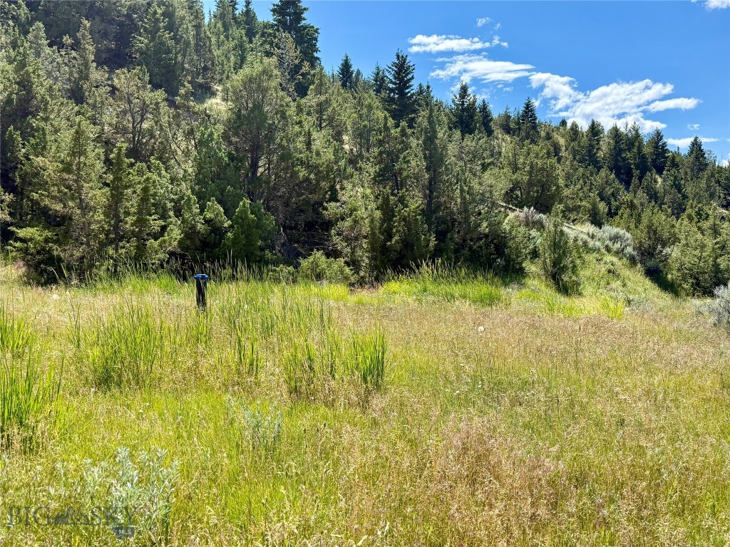 Ponderosa Pines - Land