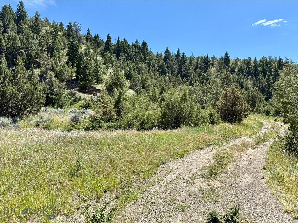 Ponderosa Pines - Land