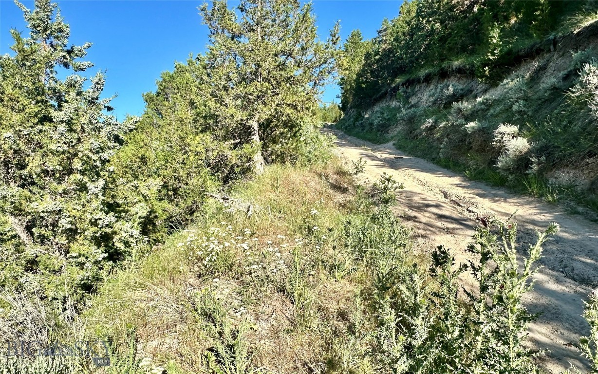Ponderosa Pines - Land