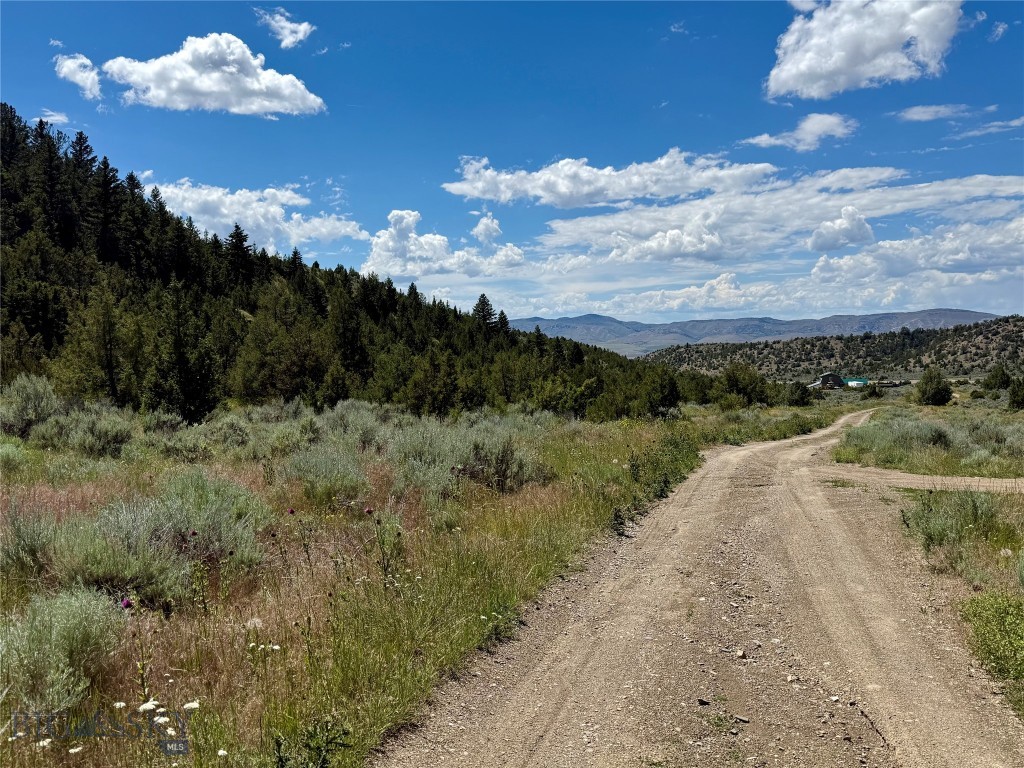 Ponderosa Pines - Land