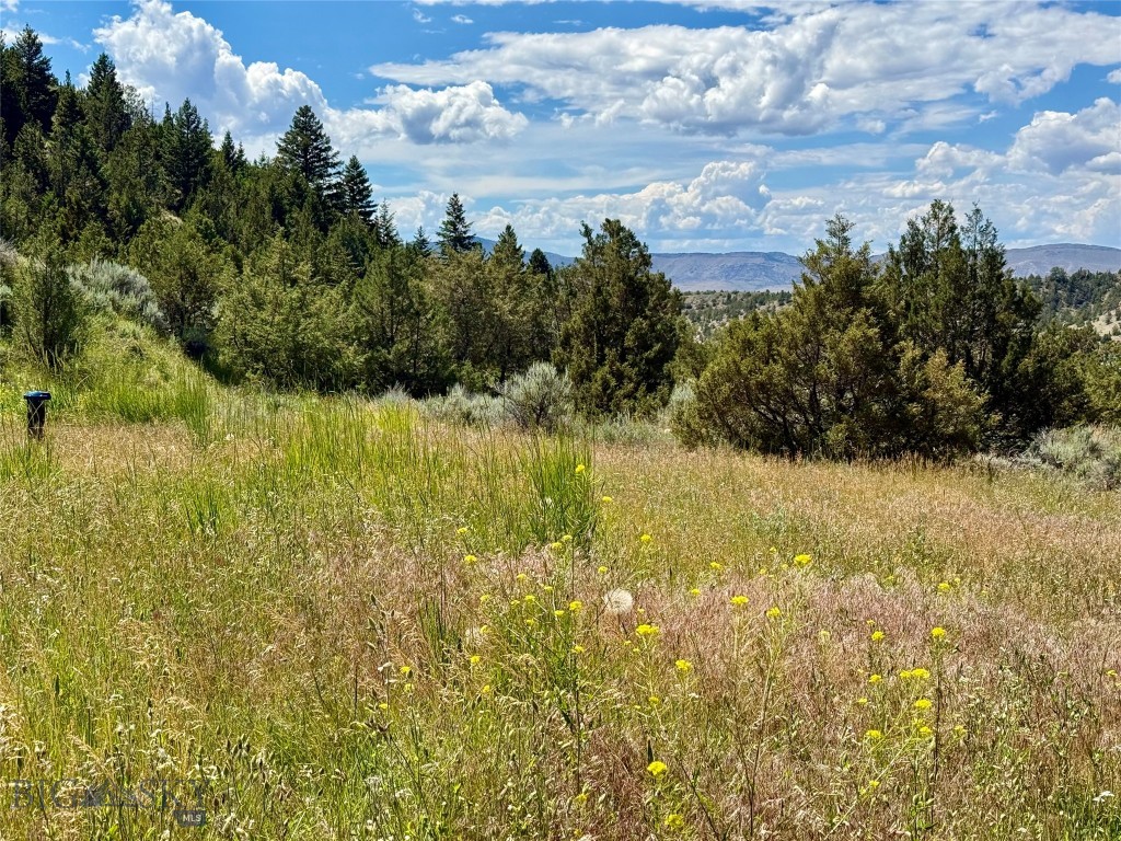 Ponderosa Pines - Land