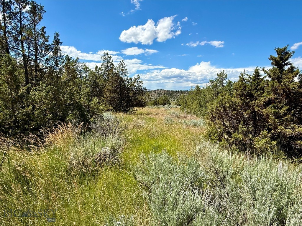 Ponderosa Pines - Land