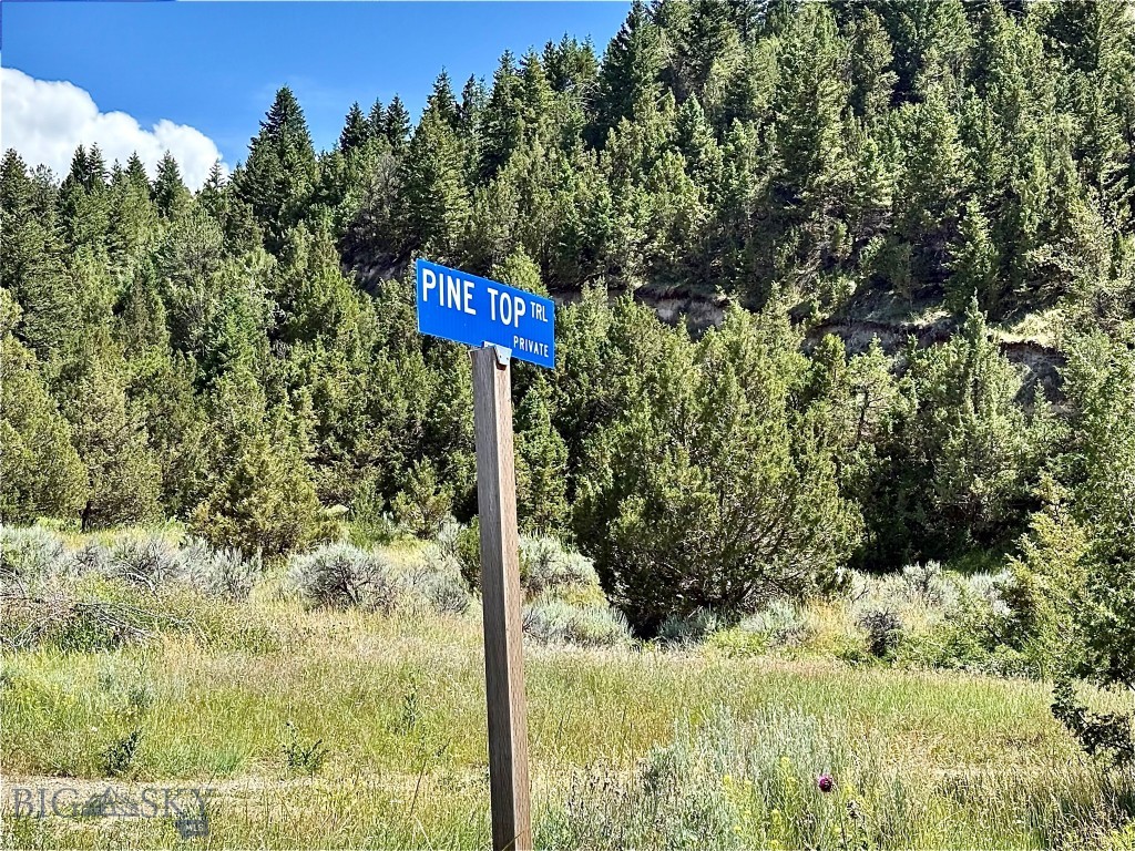 Ponderosa Pines - Land