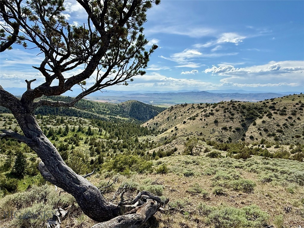 Ponderosa Pines - Residential