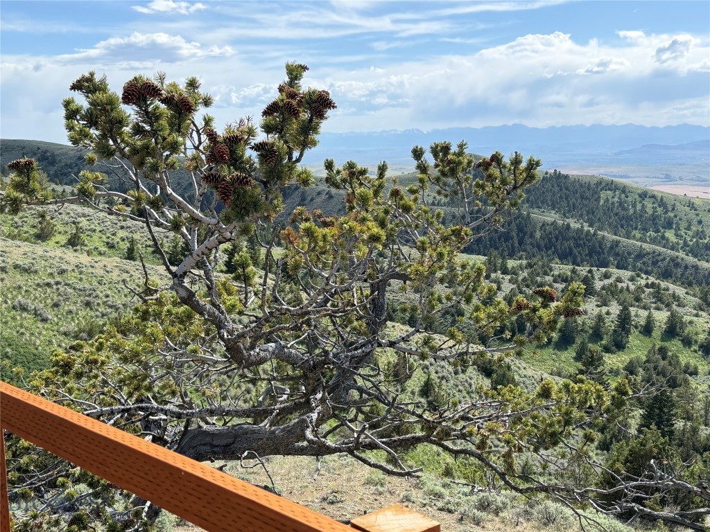 Ponderosa Pines - Residential