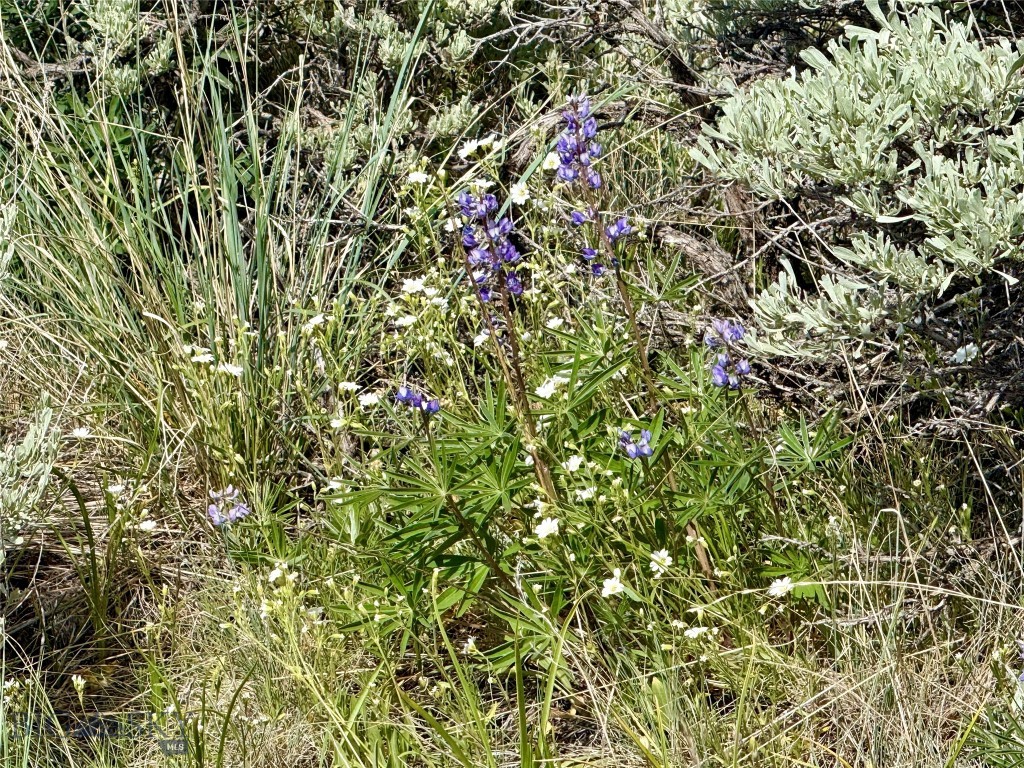 Ponderosa Pines - Residential