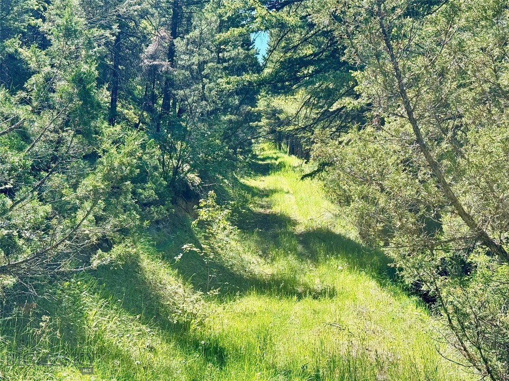 Ponderosa Pines - Land