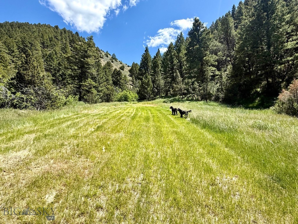 Ponderosa Pines - Land