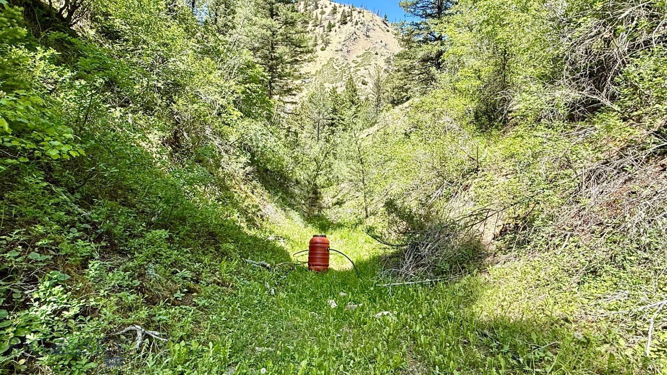 Ponderosa Pines - Land