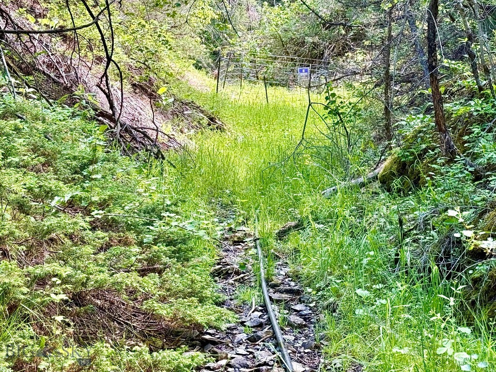 Ponderosa Pines - Land