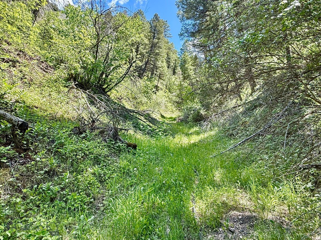 Ponderosa Pines - Land