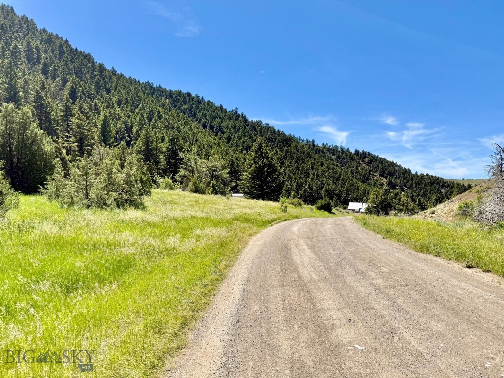 Ponderosa Pines - Land