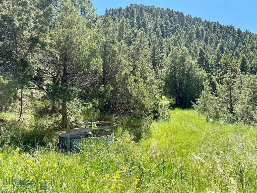 Ponderosa Pines - Land