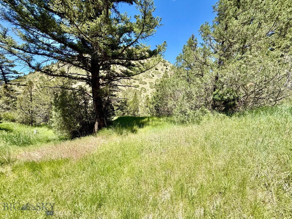 Ponderosa Pines - Land