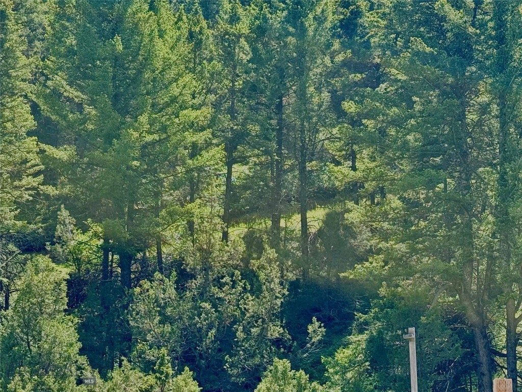 Ponderosa Pines - Land