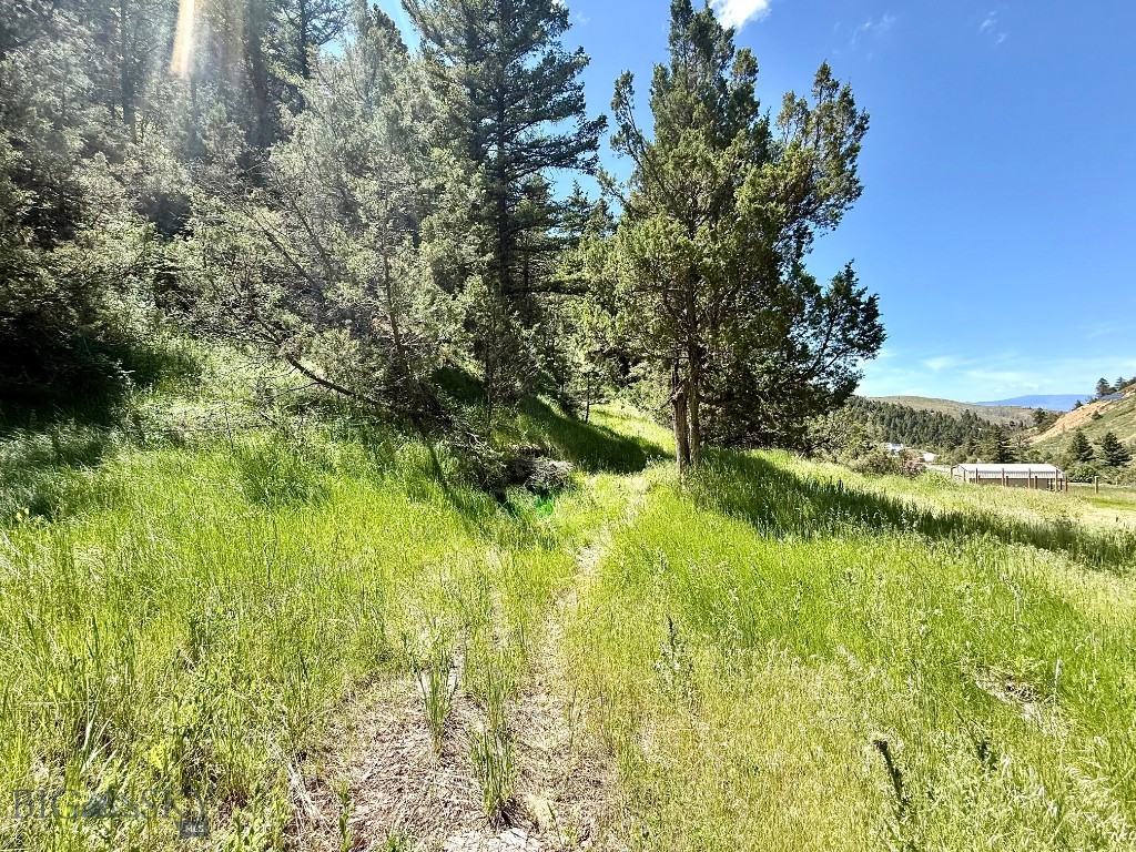 Ponderosa Pines - Land