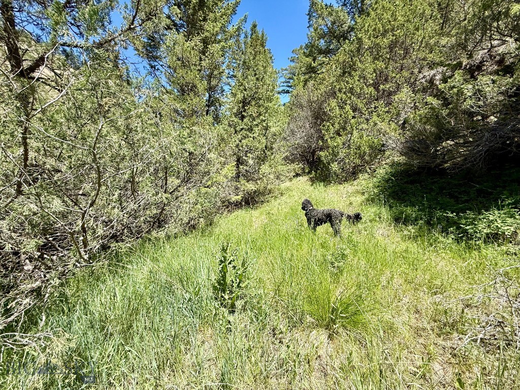 Ponderosa Pines - Land