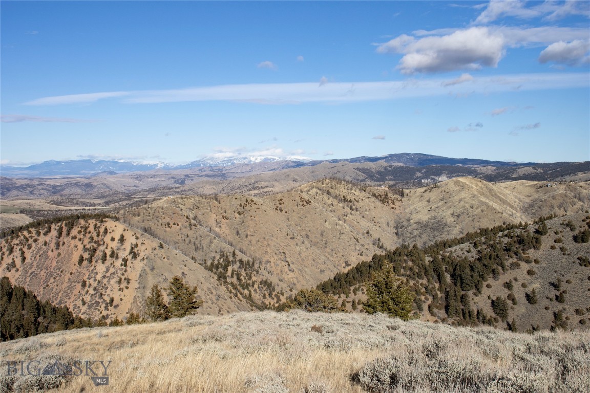 Ponderosa Pines - Land