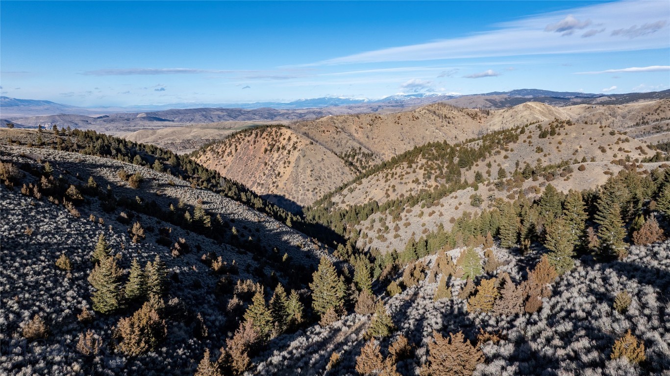 Ponderosa Pines - Land